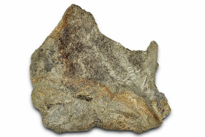 Fossil Hadrosaur (Edmontosaurus) Skin Cast - Montana #342162